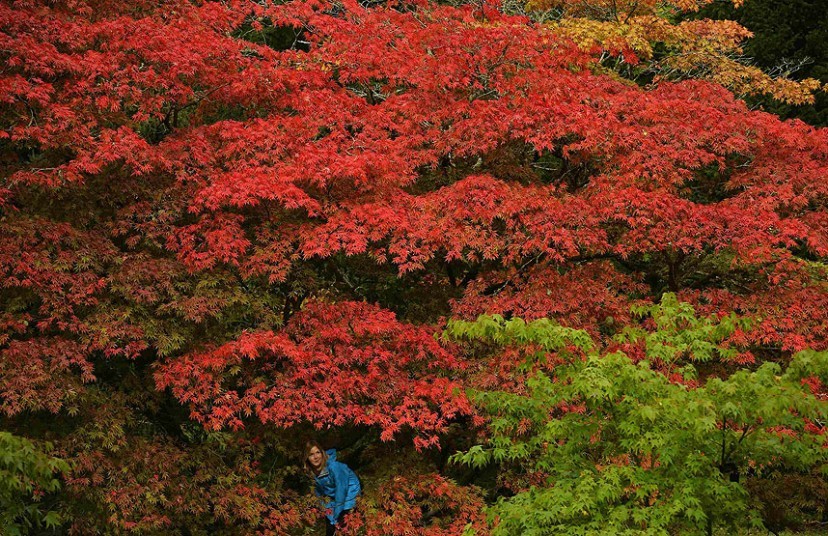 영국의 가을 풍경 | Yes24 블로그 - 내 삶의 쉼표