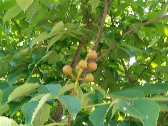 마로니에 열매
