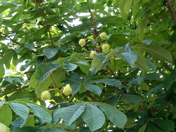 칠엽수(마로니에) 열매 | YES24 블로그 - 내 삶의 쉼표