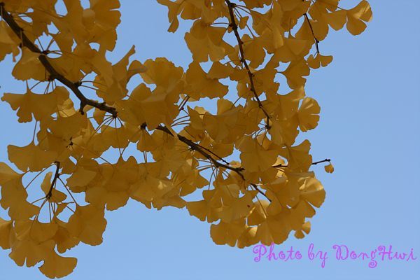 가을풍경 | Yes24 블로그 - 내 삶의 쉼표