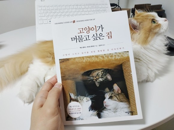 고양이가 머물고 싶은 집 도서 리뷰 : 인간과 고양이 모두가 행복한 공간을 위하여 | Yes24 블로그 - 내 삶의 쉼표