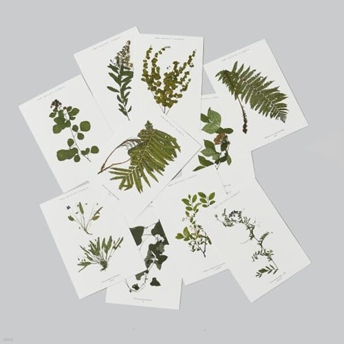  식물표본 엽서