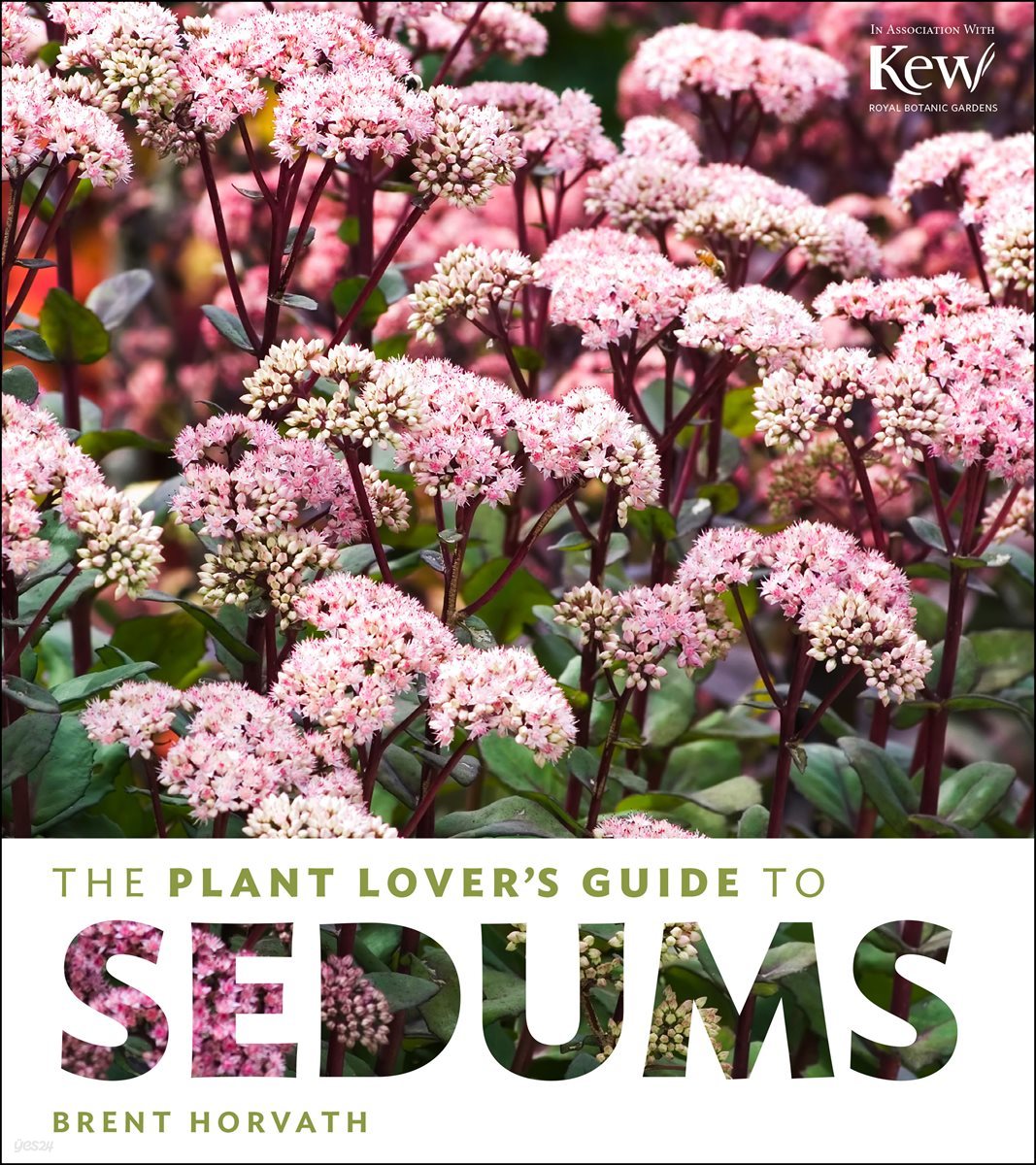 The Plant Lover S Guide To Sedums