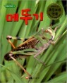 �޶ѱ�