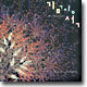 �豤�� Anthology - �ٽ� �ɾ� �Ǿ�