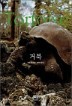 �ź� Tortoise