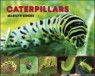 Caterpillars