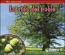 La Vida Del Roble / the Life of an Oak Tree