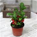 ������ȭ�Ĺ�-10cm��Ʈ(9����1)