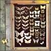 Mayfly - Mayfly (LP Miniature)
