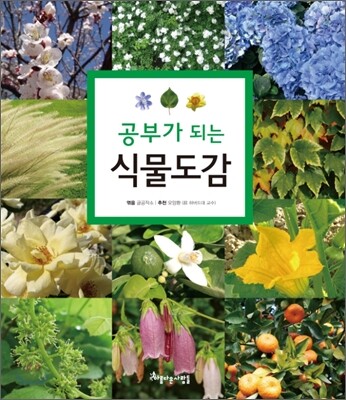 ���ΰ� �Ǵ� �Ĺ�����