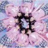 AKB48 - Sakura No Ki Ni Narou (Single)(CD+DVD)(Standard Edition A)