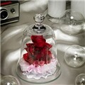 �ƴٸ����ö�� ī���̼� Lovely Bell (����)