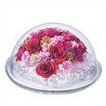 �ƴٸ����ö�� ī���̼� 250 Dome