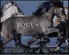 Equus