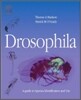 [���������Ǹ�] Drosophila