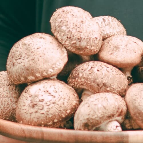 [하진이네버섯뜰에]국내산 표고버섯 못난이(파지) 1kg
