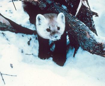 Marten.jpg