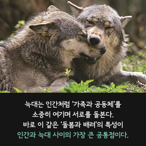 늑대의 지혜 05.jpg