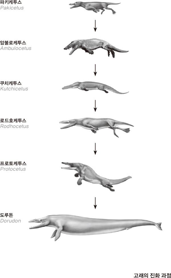 고래-진화과정.jpg