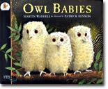 Owl Babies