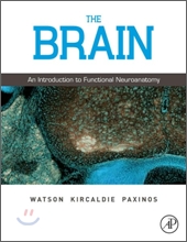 The Brain