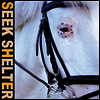 Iceage - Seek Shelter (LP)