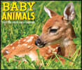 Baby Animals 2022 Box Calendar, Daily Desktop