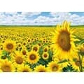 1014피스 직소퍼즐 - 해바라기 들판
