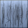 Olhava - Frozen Bloom (LP)