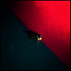 !!! - Wallop (2LP)