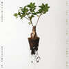 So Percussion 캐롤라인 쇼: 작품집 (Caroline Shaw: Let The Soil Play Its Simple Part) [투명 컬러 LP]
