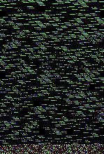 천천히 자라는 나무야