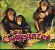 Chimpanzee