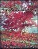 Red Leaves