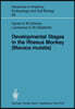 Developmental Stages in the Rhesus Monkey (Macaca Mulatta)