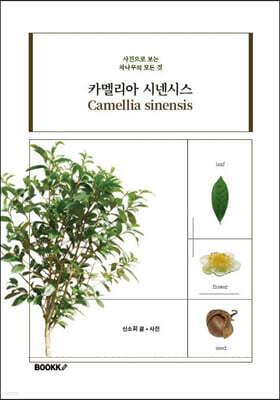 카멜리아 시넨시스