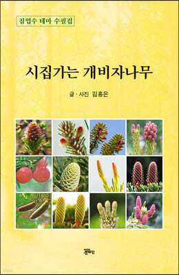 시집가는 개비자나무
