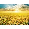 500피스 직소퍼즐 - 황금빛으로 물든 해바라기 들판