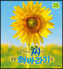 다닥다닥 씨가 활짝 해바라기로
