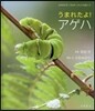 うまれたよ!アゲハ