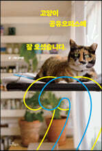 고양이 공유오피스에 잘 오셨습니다.