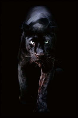 죽이기 전까진 죽지 않아