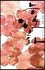 능소화