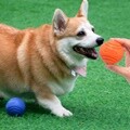 PH 고양이 애견 애완 강아지 놀이 탄성 볼 9052