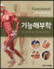 기능해부학