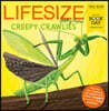 A Lifesize Creepy Crawlies