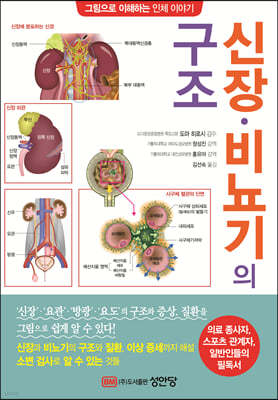 신장 비뇨기의 구조