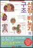 신장 비뇨기의 구조