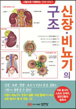 신장 비뇨기의 구조